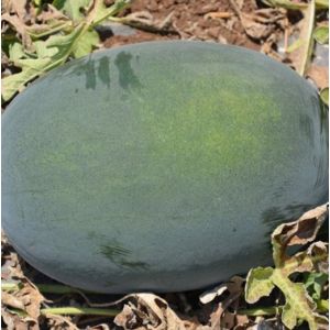 Pepene verde Odem F1 - 100 seminte