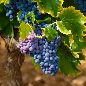 Butasi vita de vie Muscat Adda