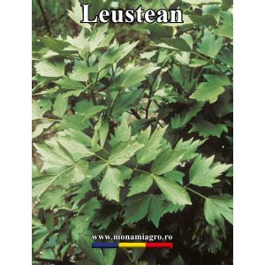 Leustean Commun - 10gr