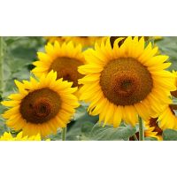 Floarea soarelui FD18CL58 75.000 sem./cca. 5 kg