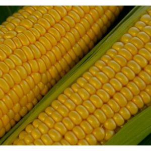 Porumb ROYALTY F1 - 1 kg