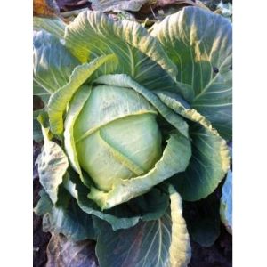 Varza toamna Muntenia - 50gr