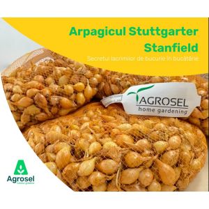 Arpagic Stuttgarter Stanfield