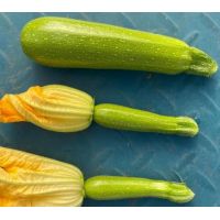 Dovlecel Manises F1 - 100sem