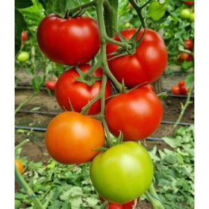 Tomate Lacarta F1 - 500sem