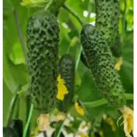 Castraveti Prut F1 - 500 sem