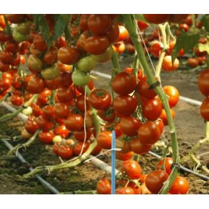 Tomate Alamina F1 - 1000sem