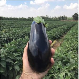 Vinete Aragon F1 - 200 seminte