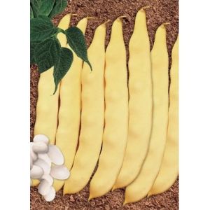 Fasole pitica galbena lata Romax