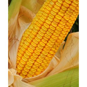 Porumb Torrano 80.000 sem FAO 350