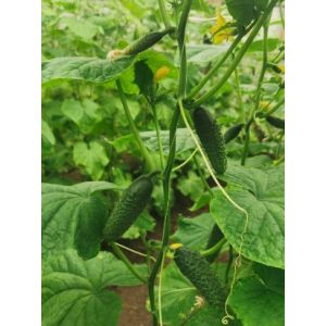 Castraveti Ilonara F1 - 250 seminte