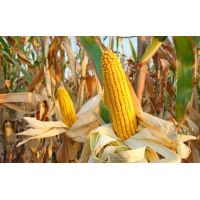 Porumb Olt 25.000 sem FAO 430/cca. 8 kg