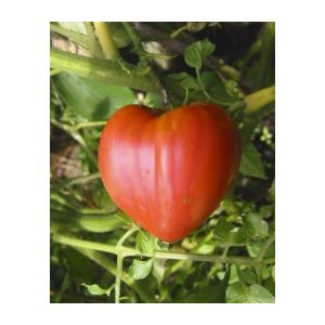 Tomate Inima de bou - 1g