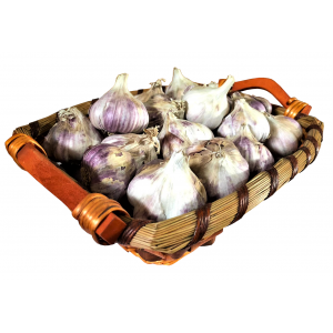 Usturoi samanta Morado - 1 kg