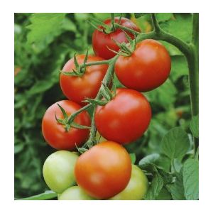 Tomate Moneymaker - 1 g