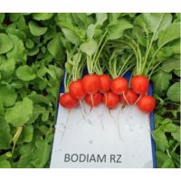 Ridichi de luna Bodiam F1 - 5000 sem.