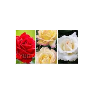 Trandafiri Teahibrizi