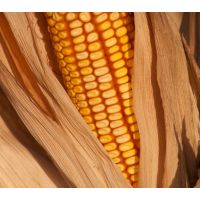 Porumb ZP 305 - 25.000 sem FAO 300/cca. 8.6 kg