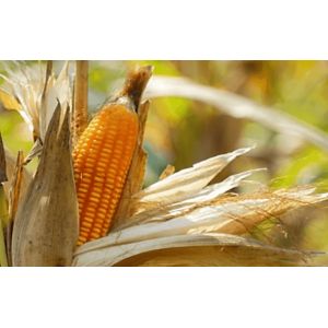 Porumb BC 323 25.000 sem./cca. 8.17 kg