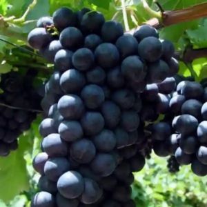 Butasi vita de vie Alphonse Lavalle