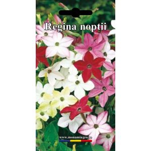 Regina noptii – 1gr