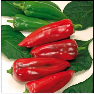 Ardei Kapya Maxx - 10 g