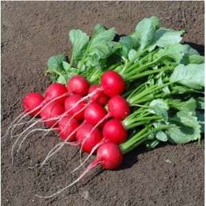 Ridichi de luna Diego F1 - 10.000 seminte