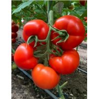 Tomate Jastis F1 - 500 seminte