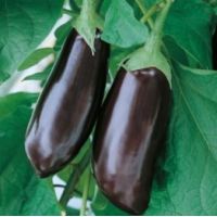 Vinete Halflange Violet - 10 g