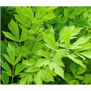 Leustean Commun - 500 g