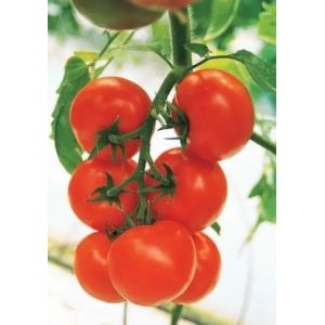 Tomate Cristal F1 - 5 g