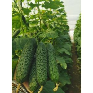 Castraveti Ilonara F1 - 1000 seminte