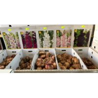 Bulbi flori - Gladiole mari 