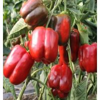 Ardei gras Galia F1 - 500 seminte