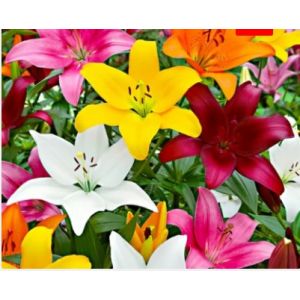 Bulbi de crini - asiatic