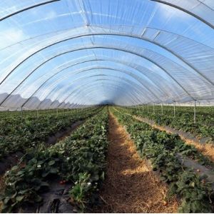 Folie Ginegar Suncover - Israel - 6,5m latime - 150 microni