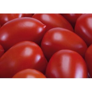 Tomate Dyno F1 - 1000 sem