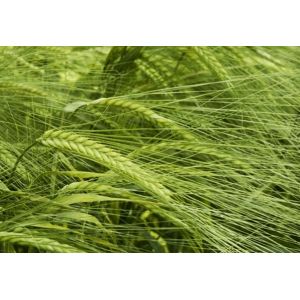 Orzoaica de primavara Escalena - sac 30 kg