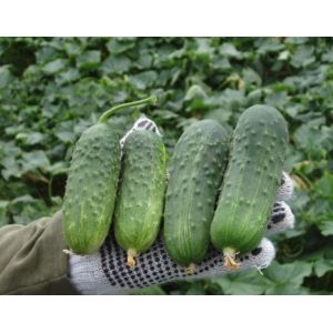 Castraveti cornichon Regal F1 - 10 g