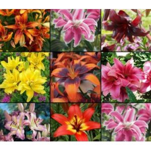 Bulbi de crini - double asiatic