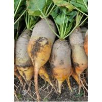 Sfecla furajera Ursus Poly - 50gr