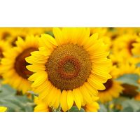 Floarea soarelui FD15E27 - 75.000 sem./cca. 4 kg