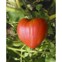 Tomate inima de bou - 5g