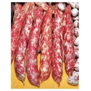 Fasole pitica pentru boabe Borlotto Lingua di Fuoco - 1 kg