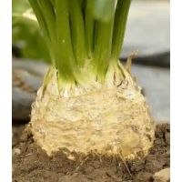 Telina Apollo - 2500sem