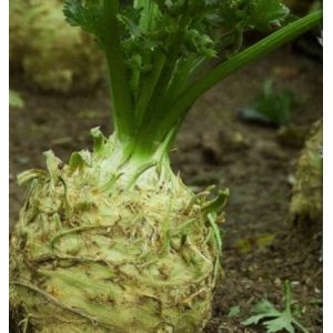 Telina de radacina Cisko RZ - 10.000 seminte