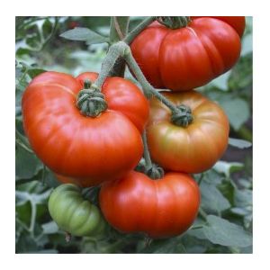 Tomate Marmande - 10 gr