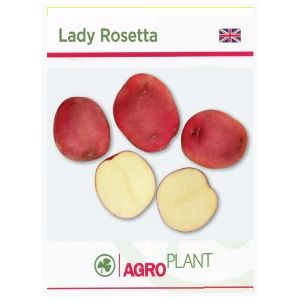 Cartofi samanta roz Lady Roseta - 5 kg