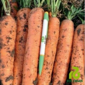 Morcov Nantes 5 - Monanta RZ - 250g