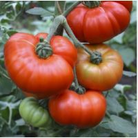Tomate Marmande - 1 g